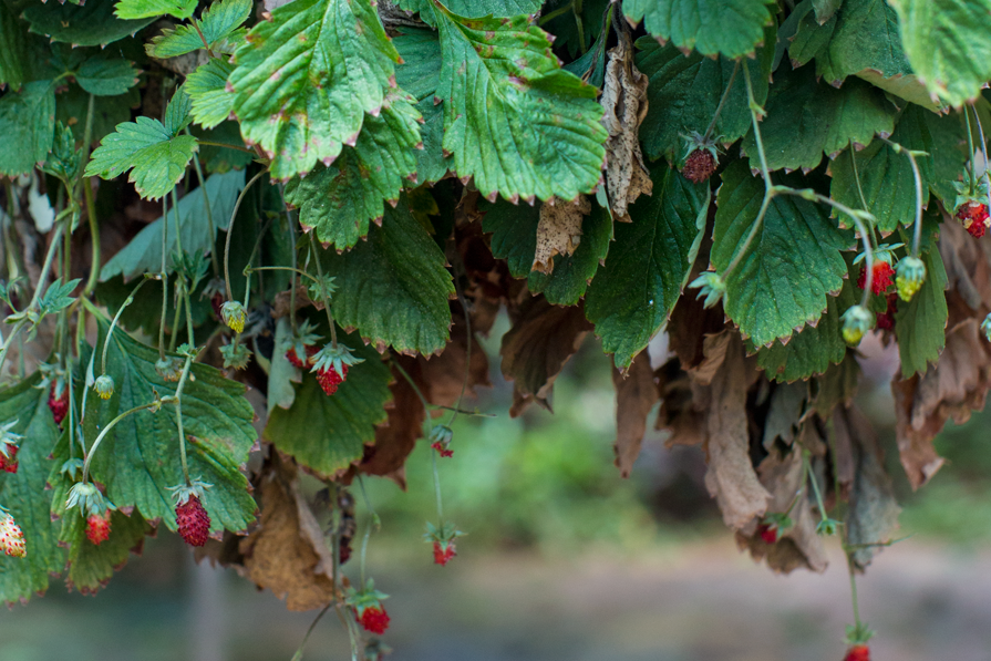 Fazenda Maria | Flores Comestíveis