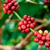 História do Café-Como tudo começou?