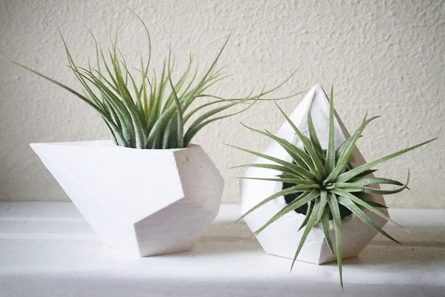 Você já ouviu falar em Air Plants?