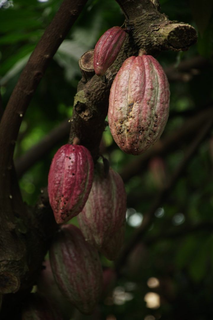 Do cacau ao chocolate: entenda todo o processo