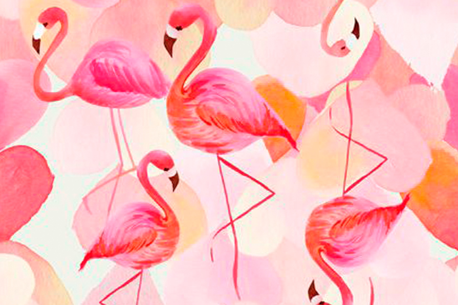 Flamingos sempre!