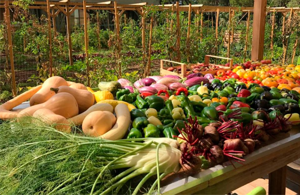 Hortas Orgânicas nos Terraços de Mônaco