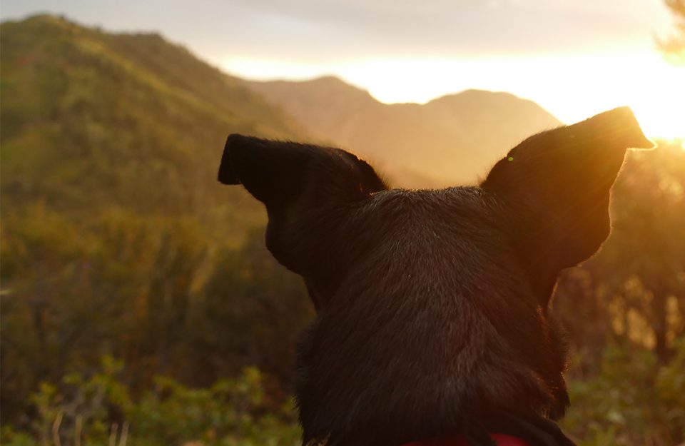 10 hotéis pet friendly incríveis no Brasil