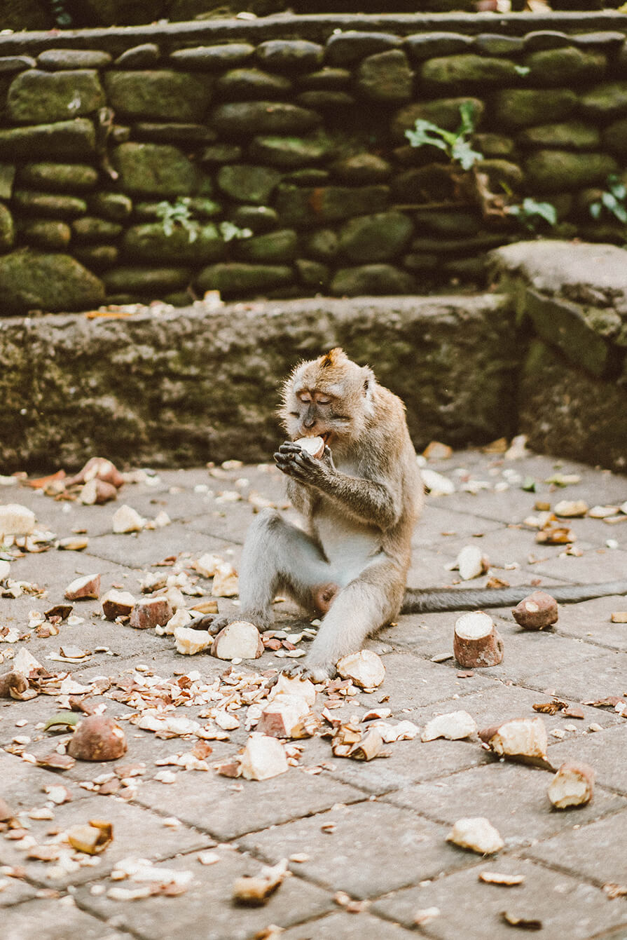 macacos em bali