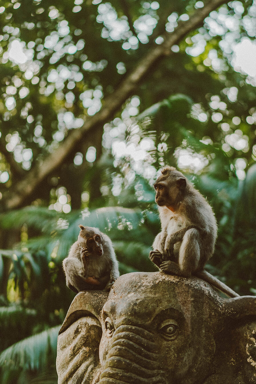 floresta sagrada dos macacos