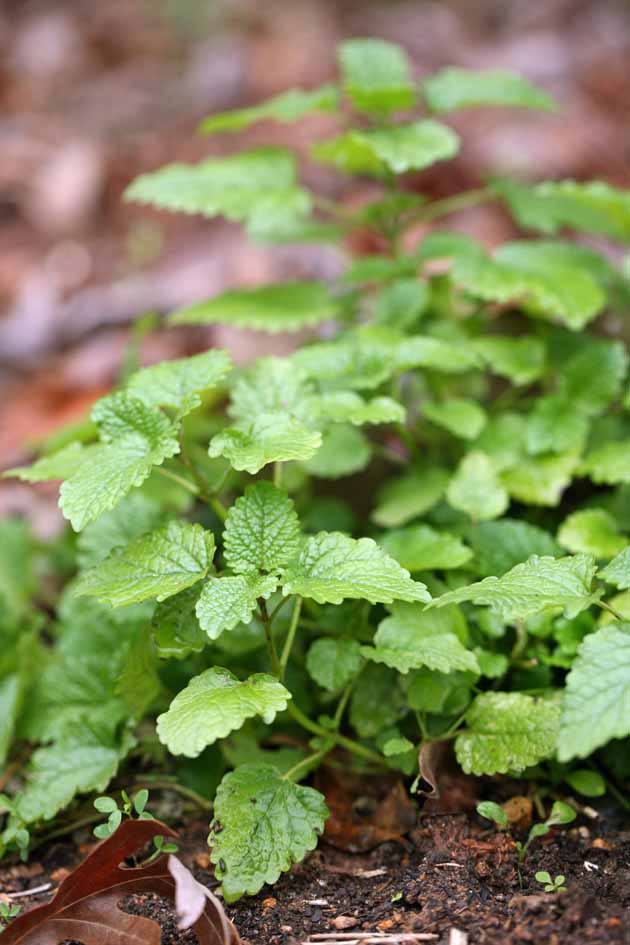 Mint-Plant-08