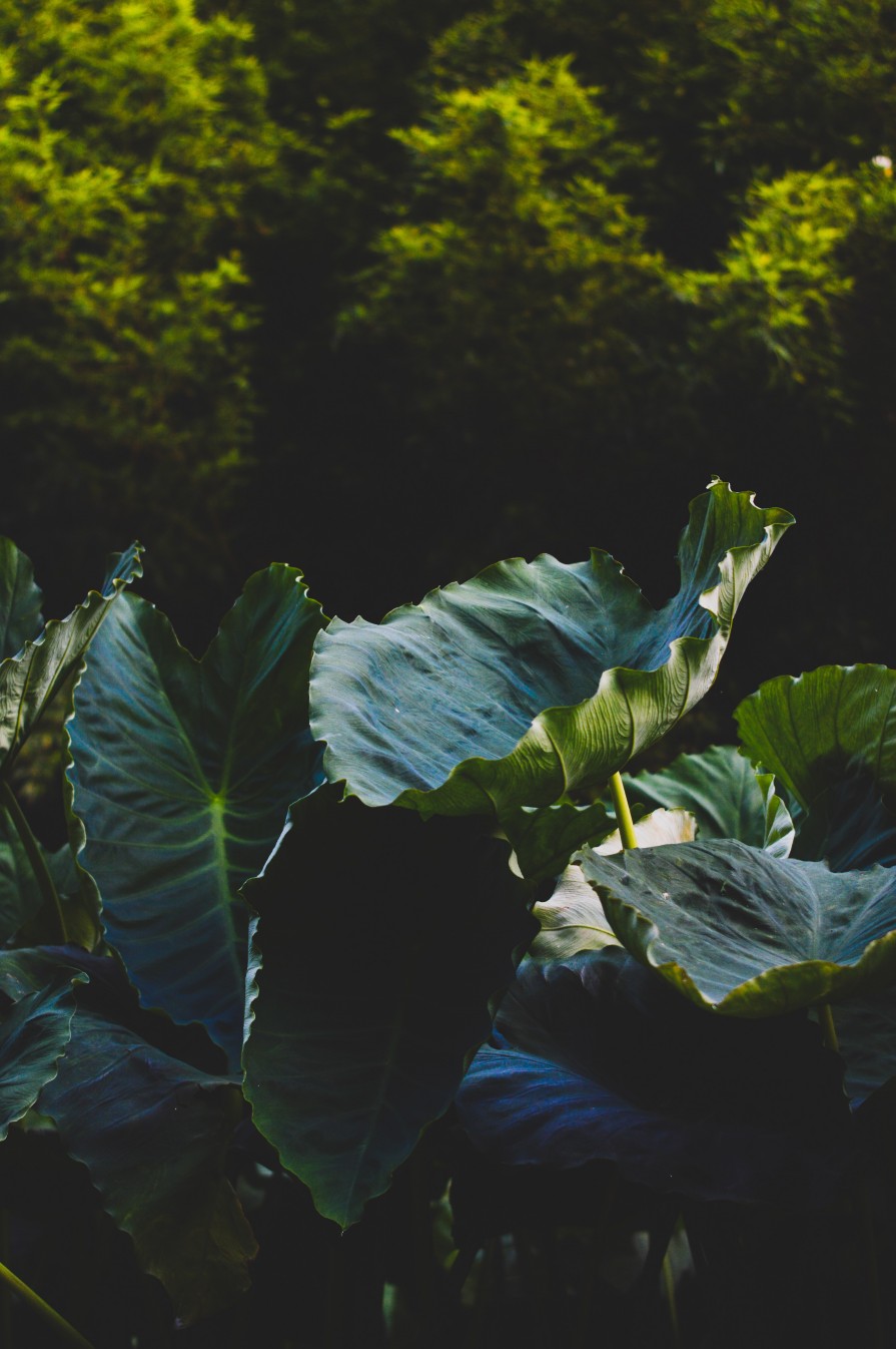 VERDURAS QUE DURAM MAIS