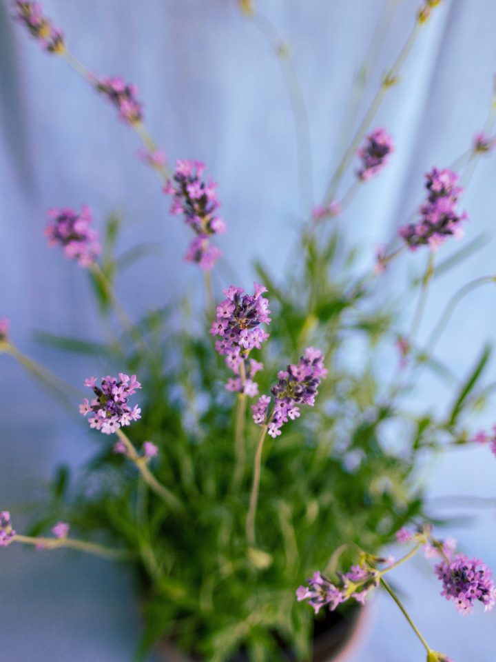 Como cultivar chá? Os melhores para plantar em casa ou apartamento