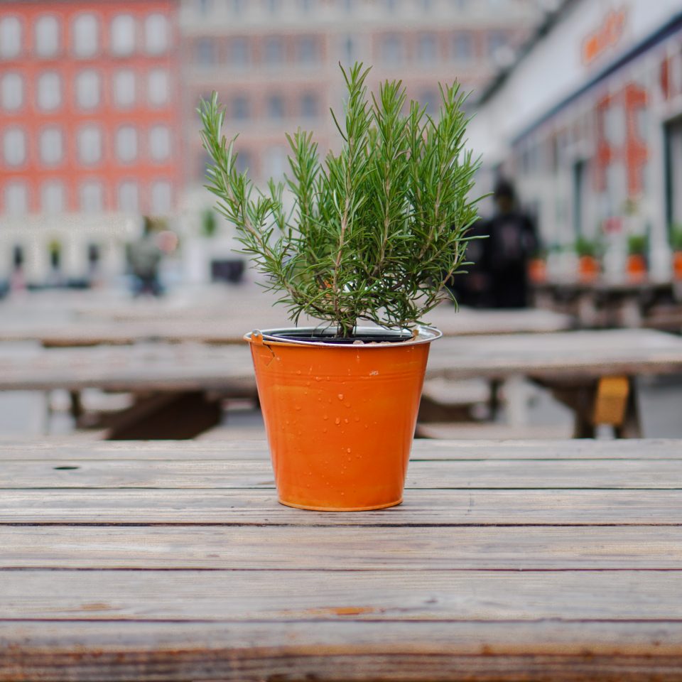 Como cultivar chá? Os melhores para plantar em casa ou apartamento