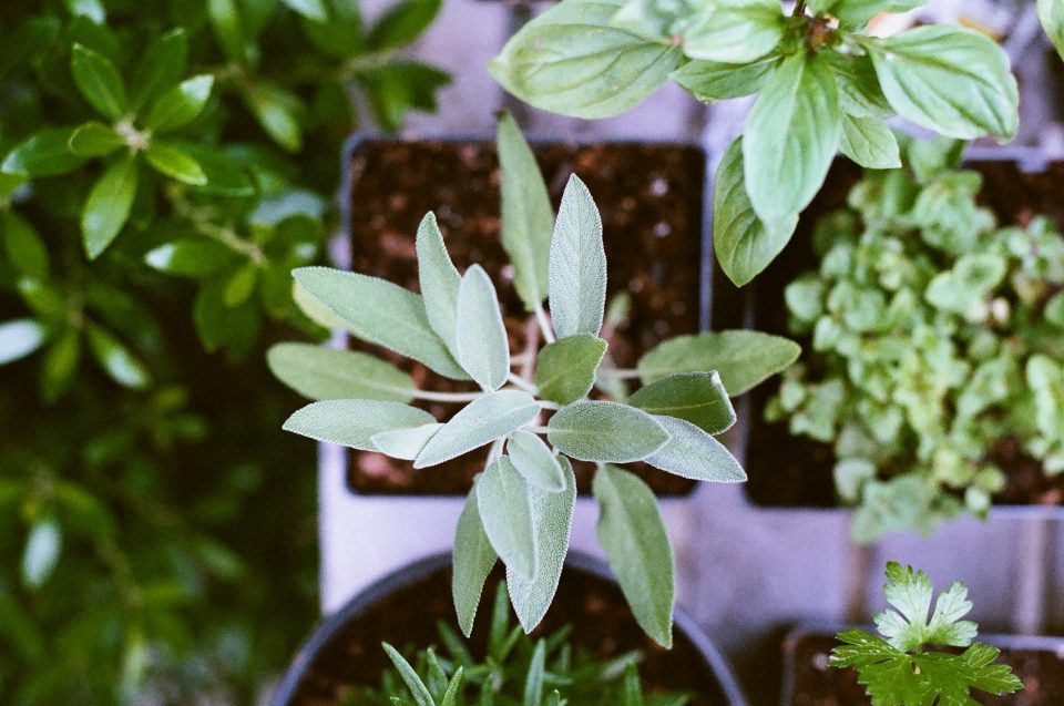 Como cultivar chá? Os melhores para plantar em casa ou apartamento