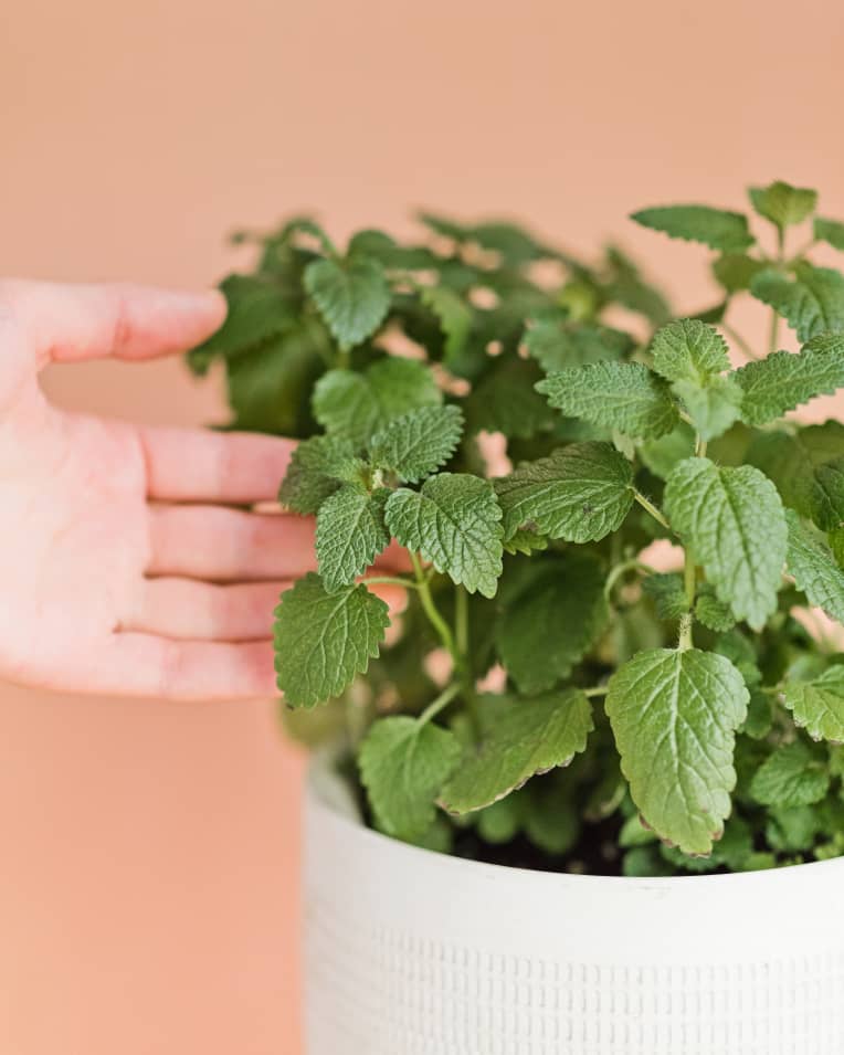 Como cultivar chá? Os melhores para plantar em casa ou apartamento