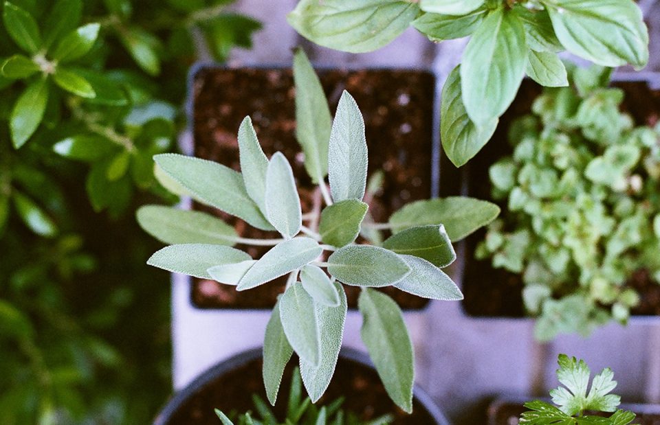 Como cultivar chá? Os melhores para plantar em casa ou apartamento