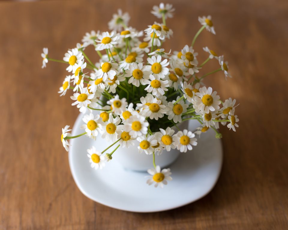 Como cultivar chá? Os melhores para plantar em casa ou apartamento