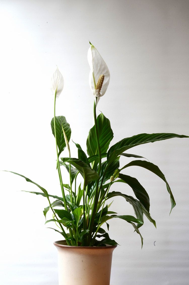 Faz mal ter plantas no quarto? Tudo que você precisa saber!