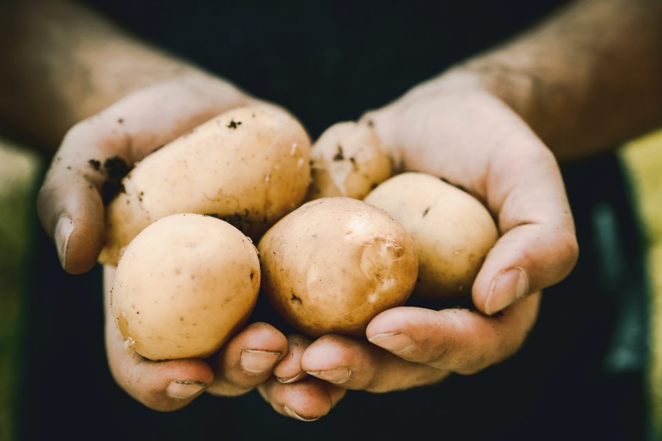 Tipos de batata: quais são e como utilizar cada uma delas nas receitas