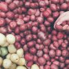 Tipos de batata: quais são e como utilizar cada uma delas nas receitas