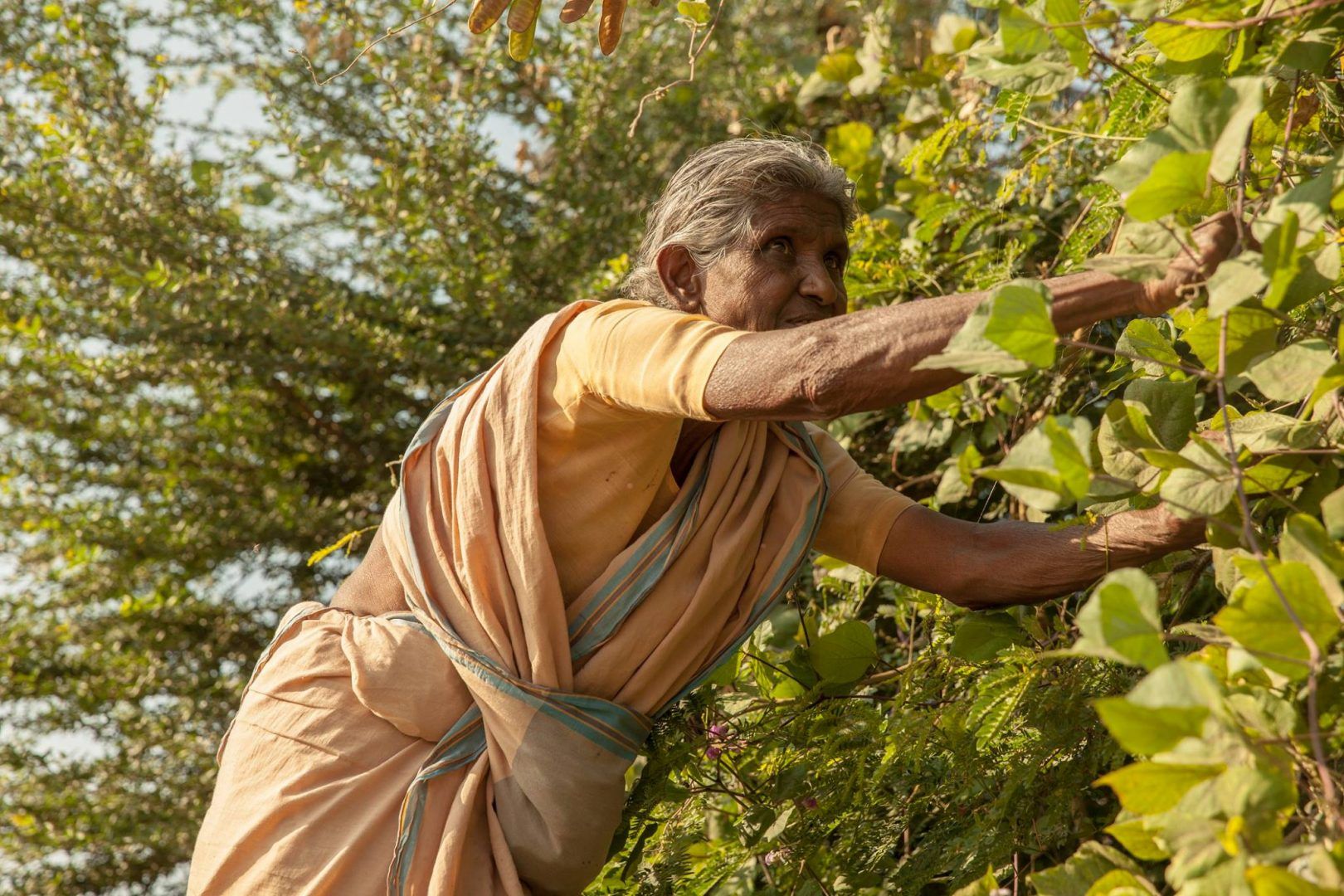 documentários sobre ayurveda