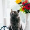 15 plantas tóxicas para cães e gatos e como tomar todos os cuidados