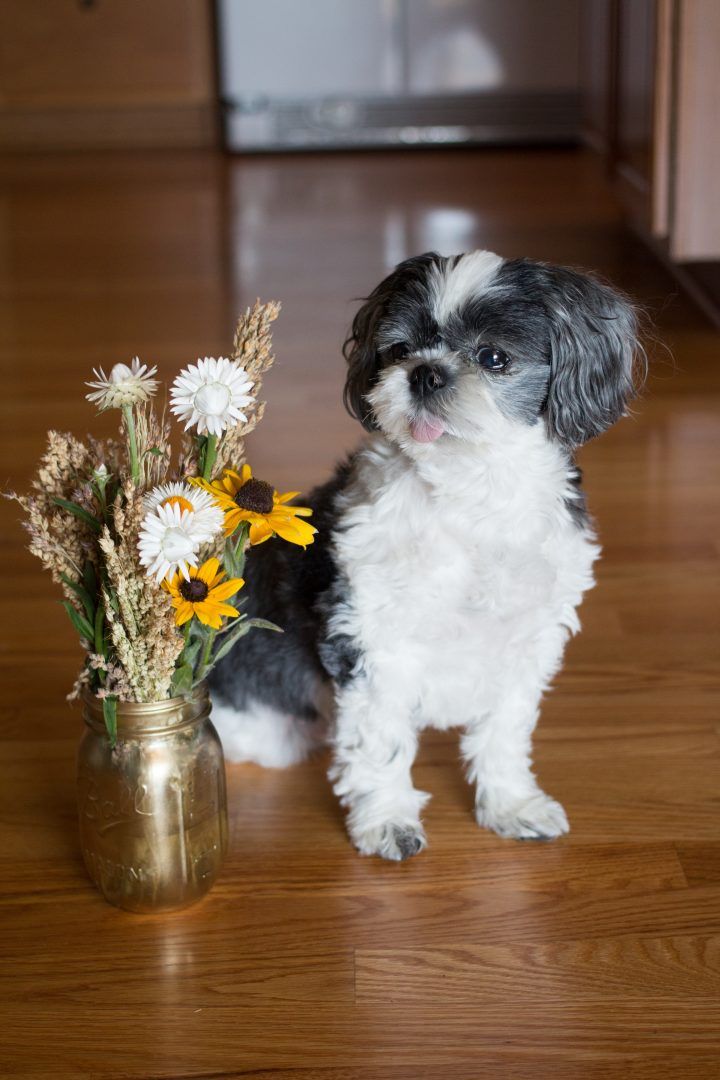 15 plantas tóxicas para cães e gatos e o que fazer para evitar