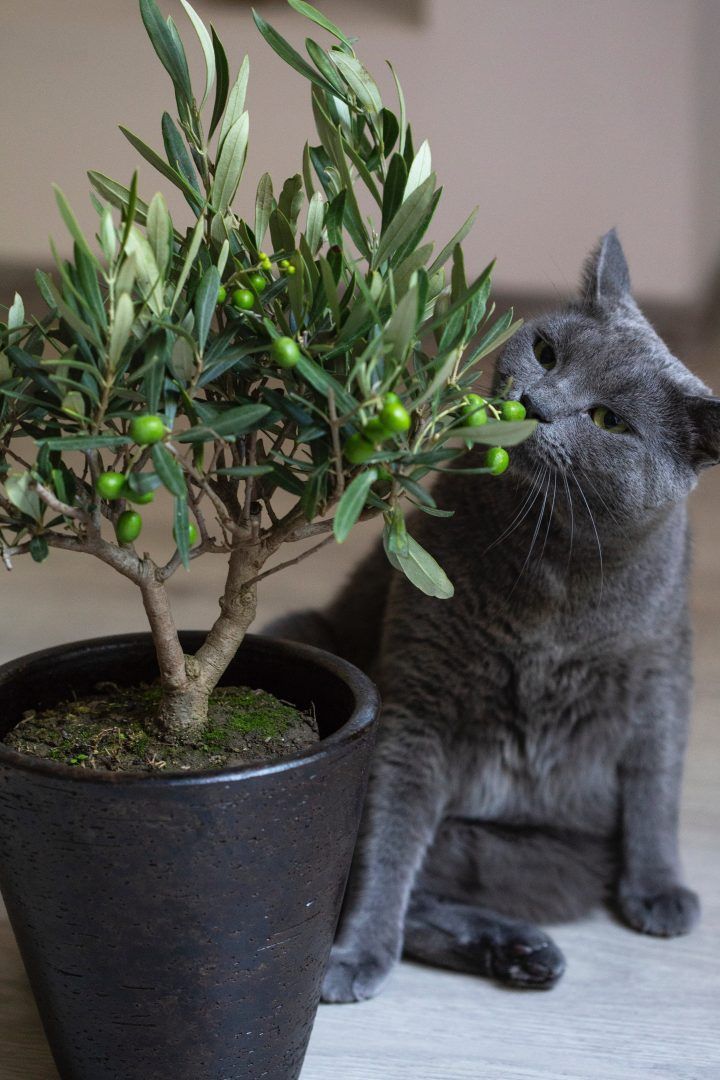 15 plantas tóxicas para cães e gatos e o que fazer para evitar