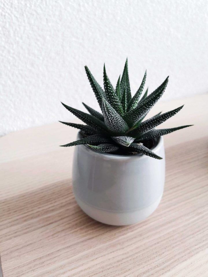15 plantas tóxicas para cães e gatos e o que fazer para evitar