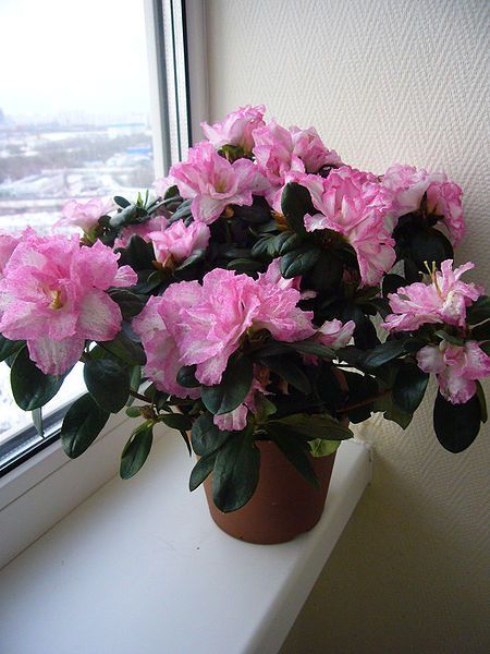 15 plantas tóxicas para cães e gatos e o que fazer para evitar