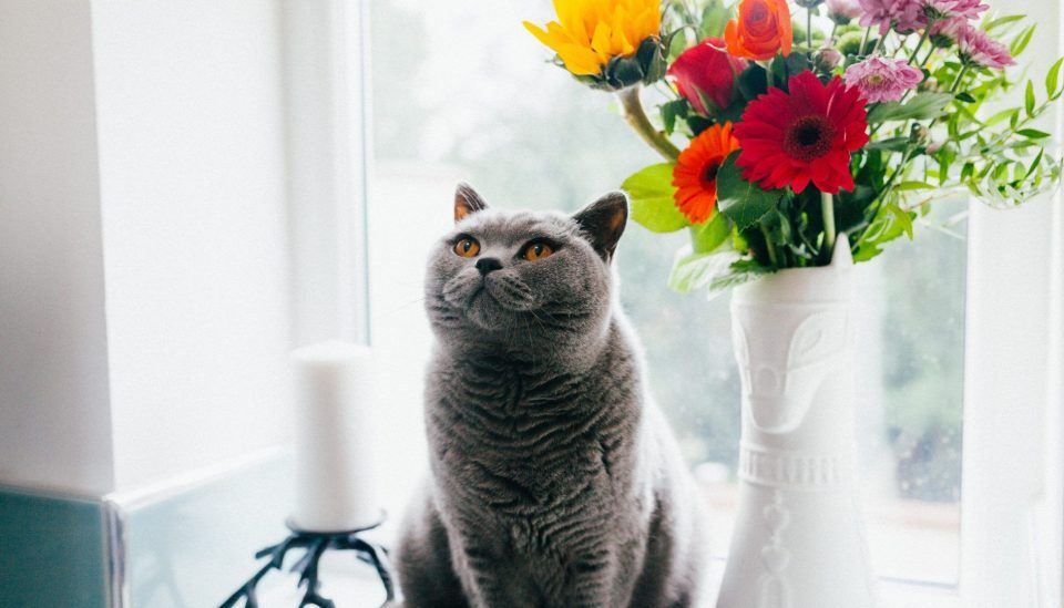 15 plantas tóxicas para cães e gatos e como tomar todos os cuidados