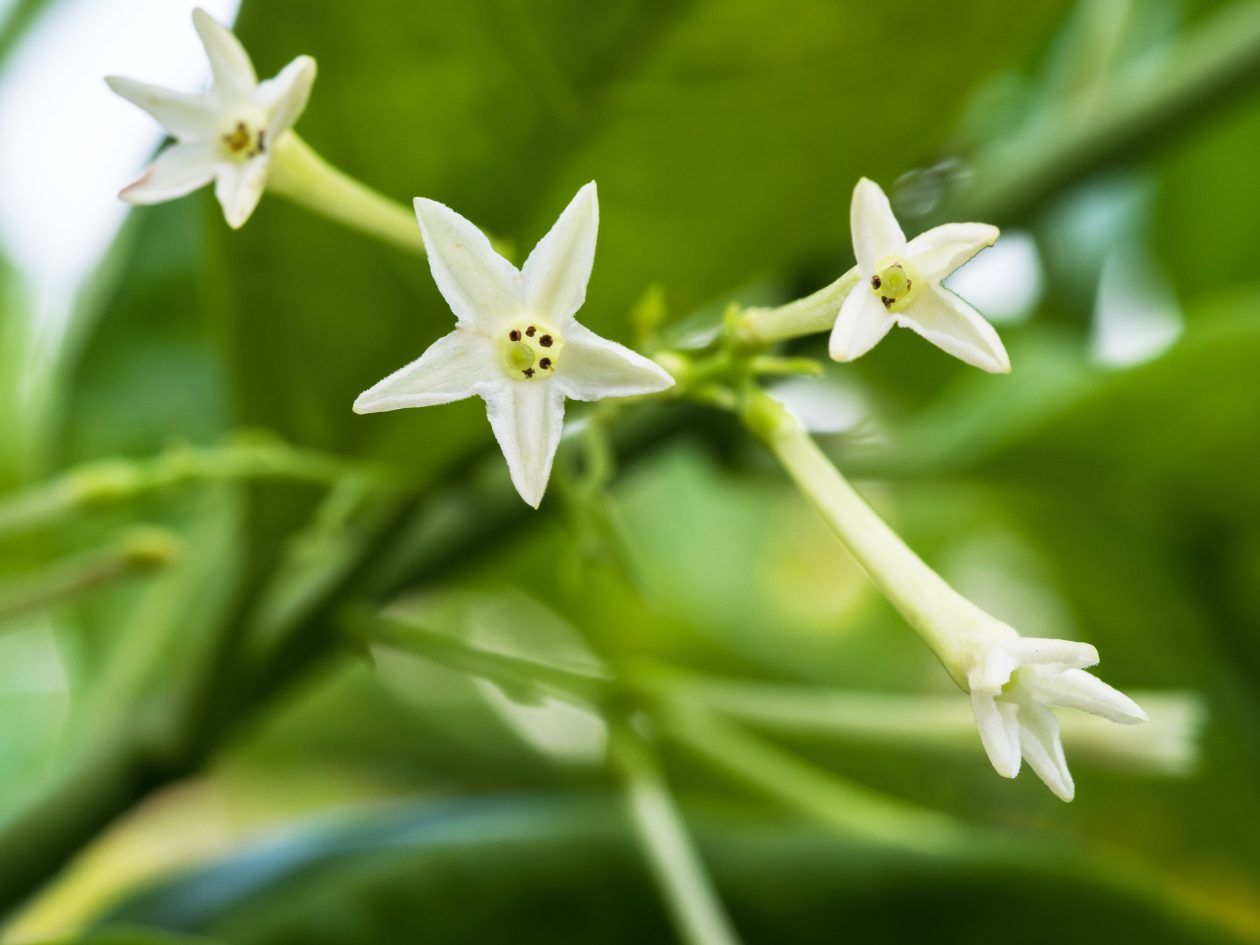 15 plantas tóxicas para cães e gatos e o que fazer para evitar