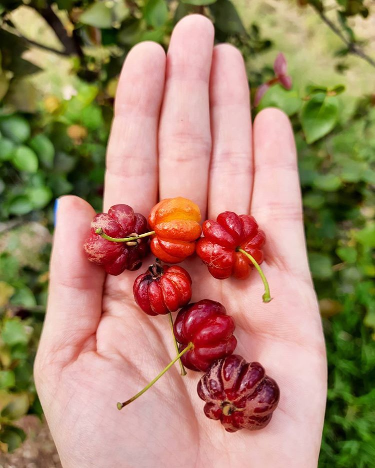 Frutas vermelhas: benefícios, quais são e receitas