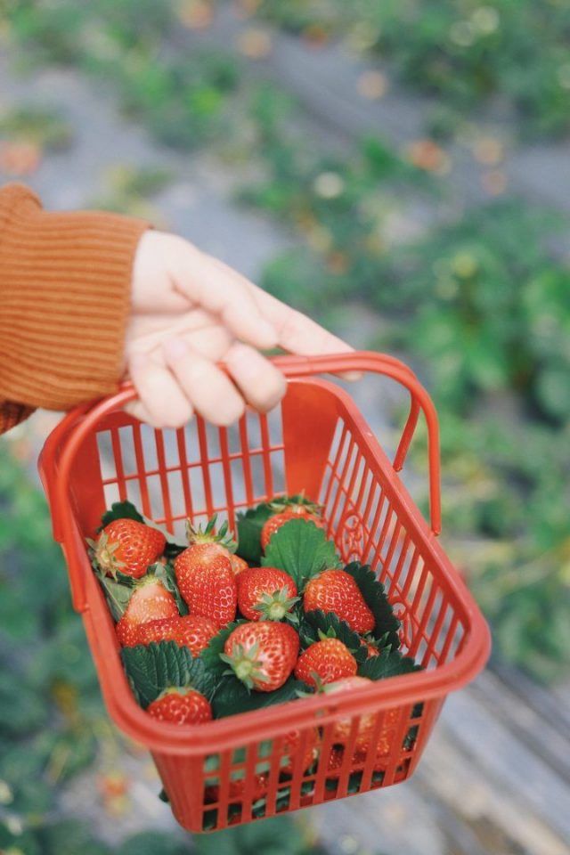 Frutas vermelhas: benefícios, quais são e receitas