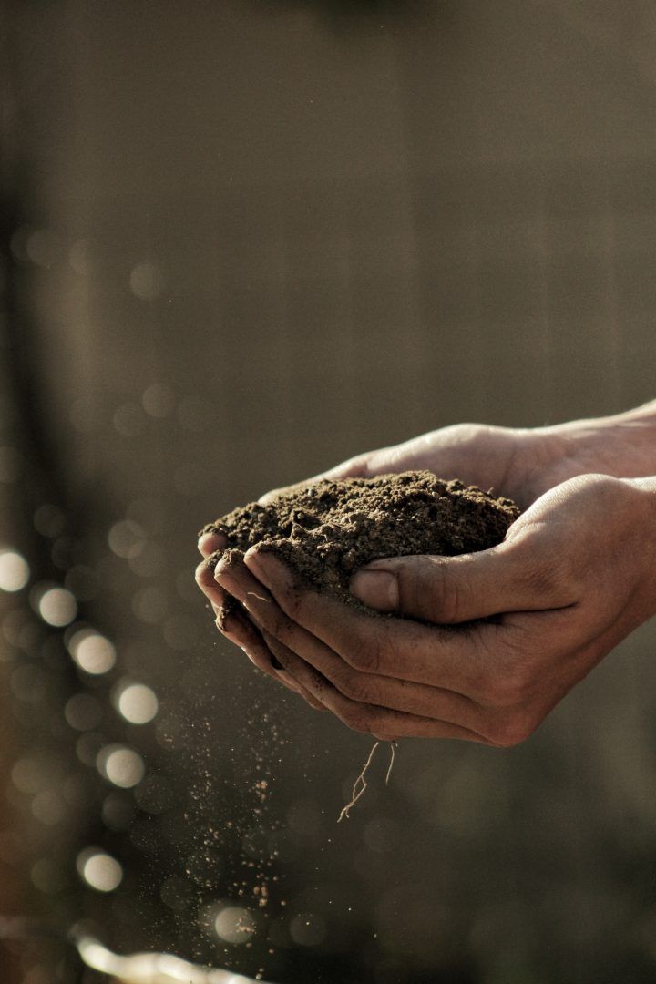 Materiais de jardinagem que você precisa ter antes de comprar plantas