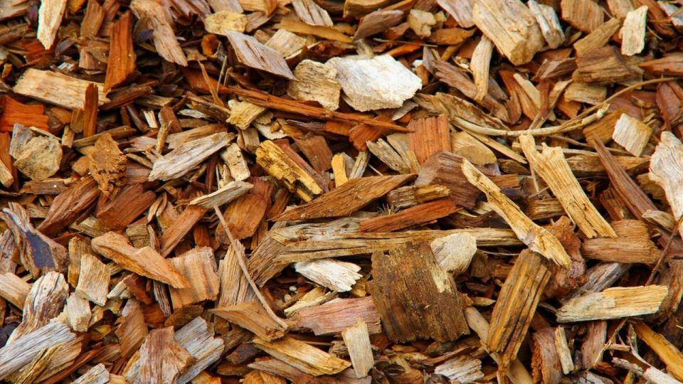 Materiais de jardinagem que você precisa ter antes de comprar plantas
