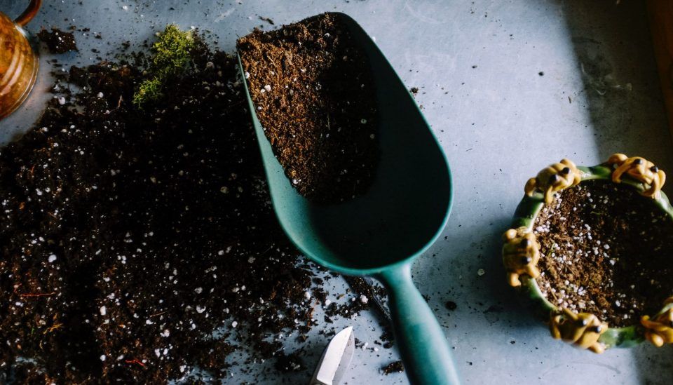 Materiais de jardinagem que você precisa ter para cuidar das plantas