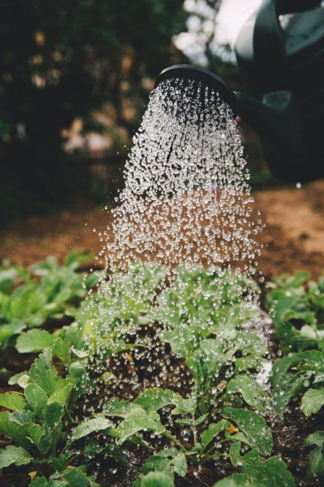 Materiais de jardinagem que você precisa ter antes de comprar plantas