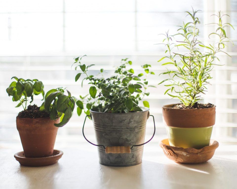 Materiais de jardinagem que você precisa ter antes de comprar plantas