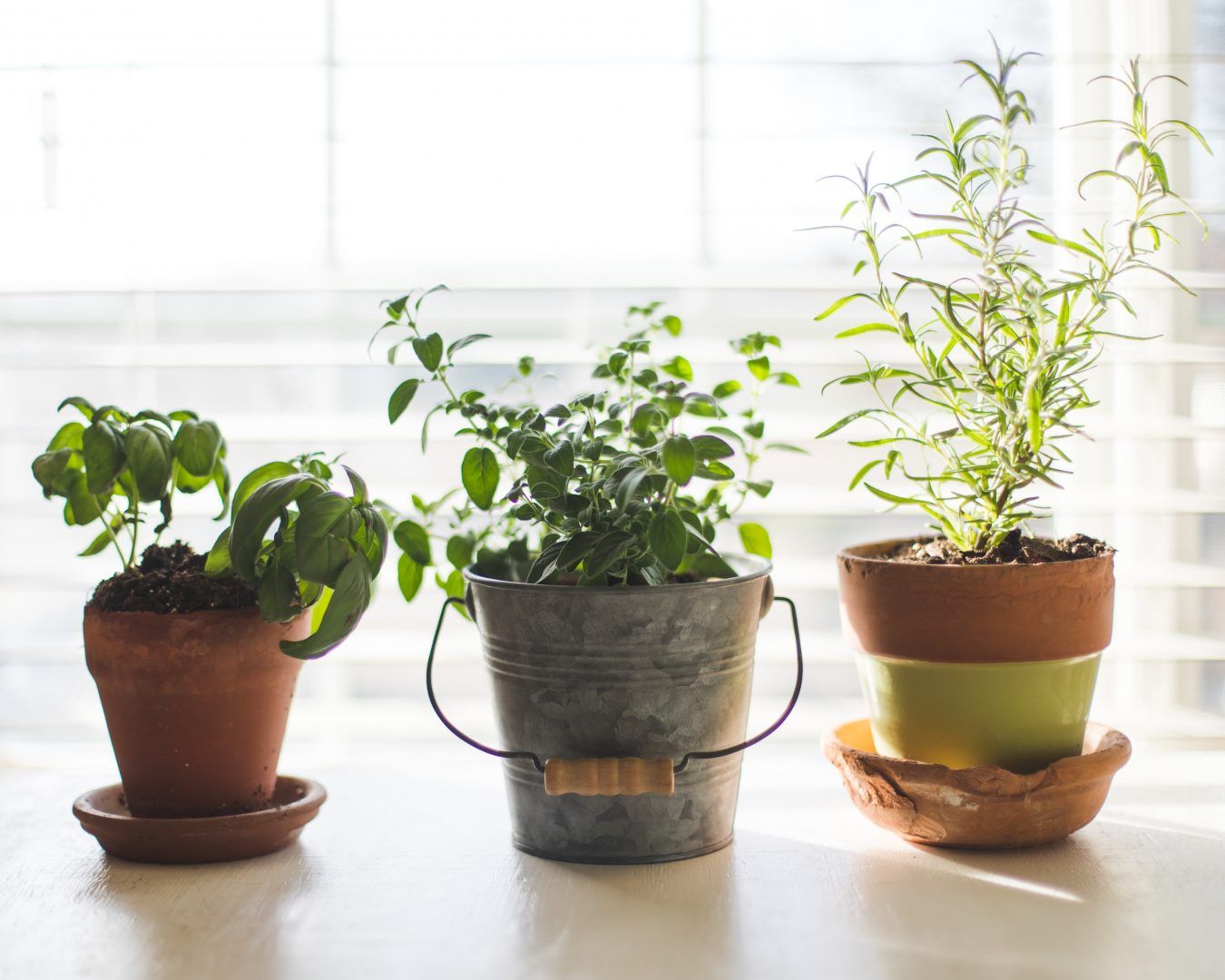 Materiais de jardinagem que você precisa ter antes de comprar plantas