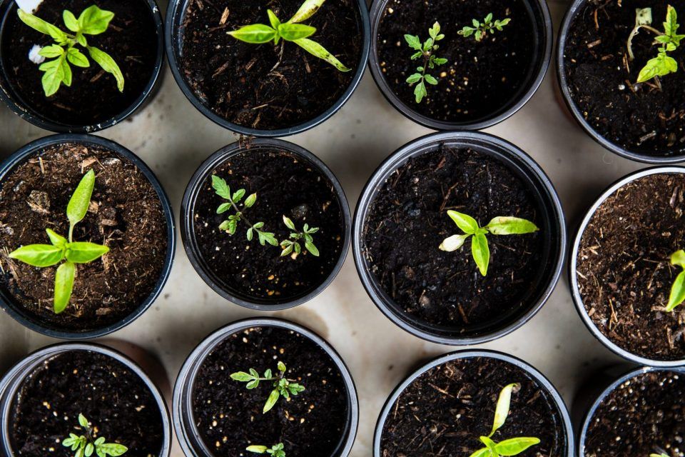 Materiais de jardinagem que você precisa ter antes de comprar plantas