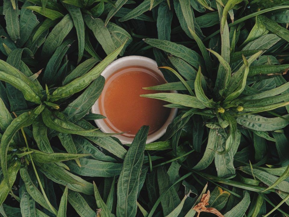 Conheça as profissões do ramo dos chás: de sommelier a tea master