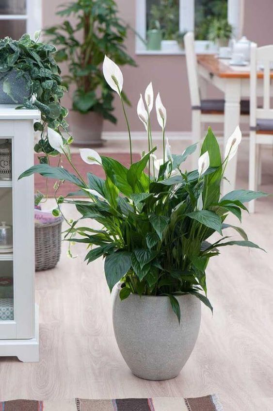 Plantas para colocar na porta de casa e atrair boas energias