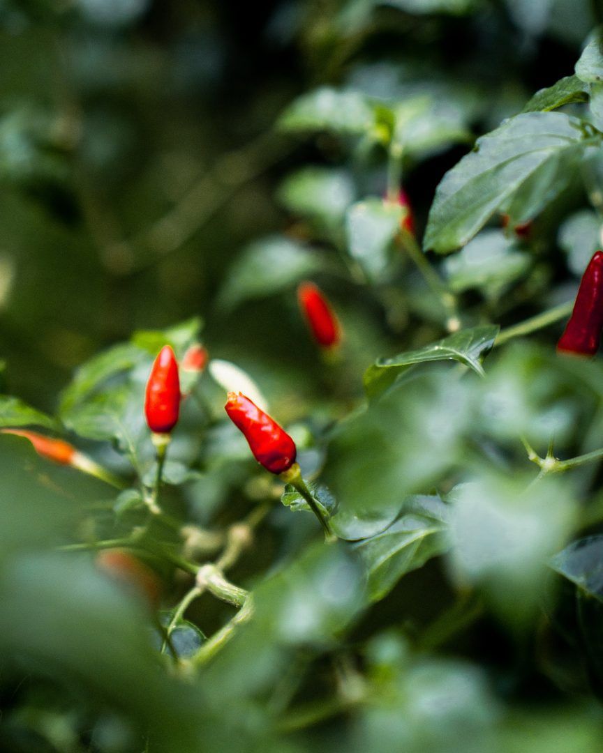 Plantas para colocar na porta de casa e atrair boas energias