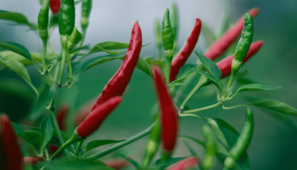 Plantas para colocar na porta de casa e atrair boas energias